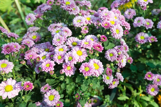 Flores roxas em plena floração