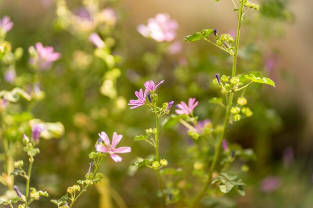 Flores roxas em um campo