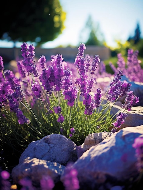 Foto flores roxas em um jardim de pedras