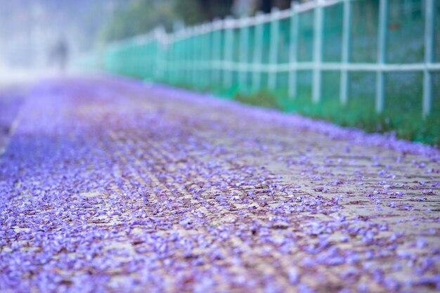 Flores roxas em uma estrada na chuva