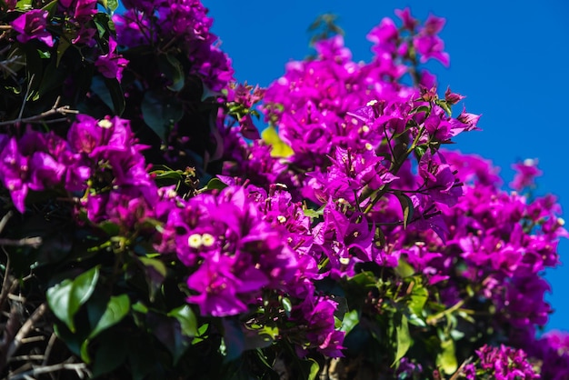 Flores roxas florescendo da árvore Bougainvillea Exterior típico da rua mediterrânea ao ar livre no verão