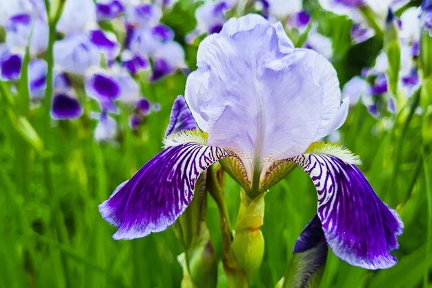 Flores roxas íris no jardim pétalo listrado íris violeta barbudo ou barbata