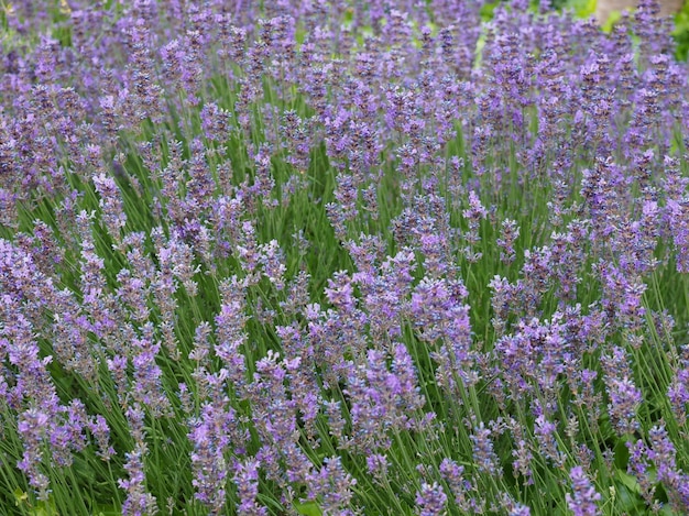 Flores roxas lavanda