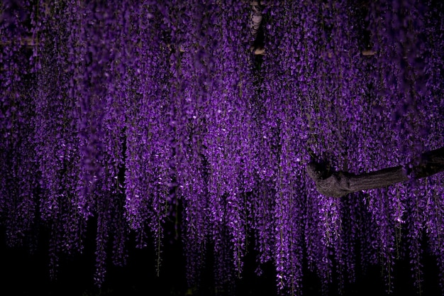 Foto flores roxas na árvore