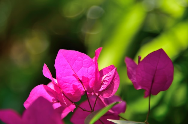 Flores roxas no fundo verde da natureza