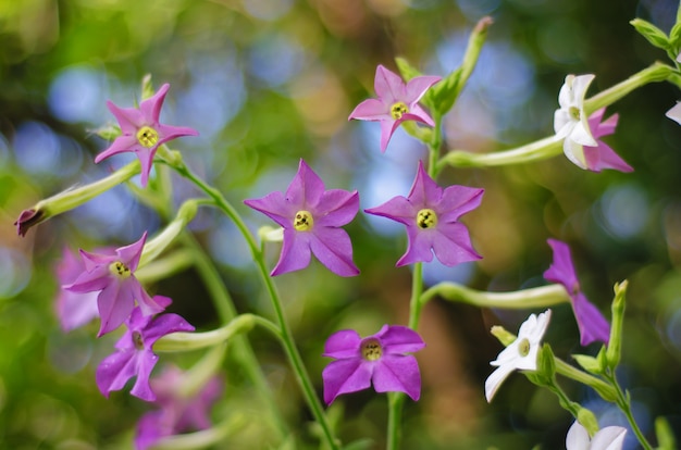 Flores roxas no jardim