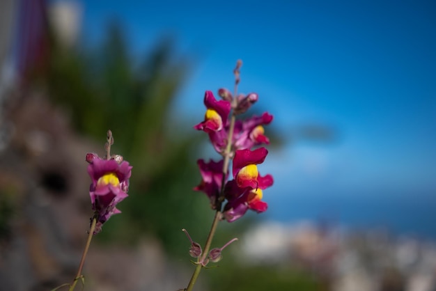 Flores roxas vermelhas e amarelas quase desfocadas em closeup no céu azul mar e fundo de folhas de palmeira Planta de dragão Snapdragon ou planta de mandíbulas de leão Papel de parede da natureza de verão com espaço de cópia para texto