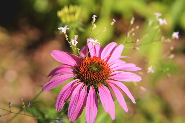 Flores de rudbeckia rosa en el jardín de verano