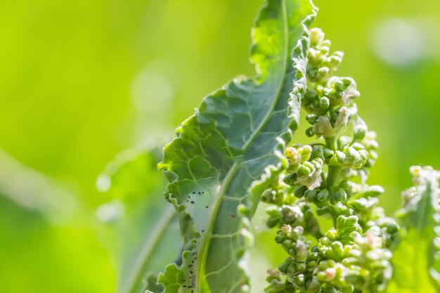 Flores Rumex confertus Doca russa de cavalo alazão closeup Coleta de ervas medicinais