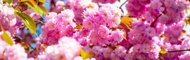 Flores sakura banner de primavera fundo de flores de primavera flores de cerejeira árvores primavera