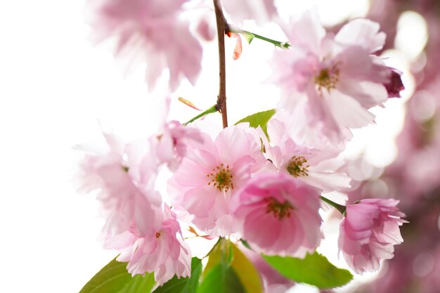 Flores de sakura en un día de primavera