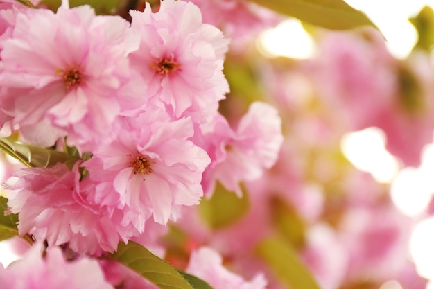 Flores de sakura en un día de primavera