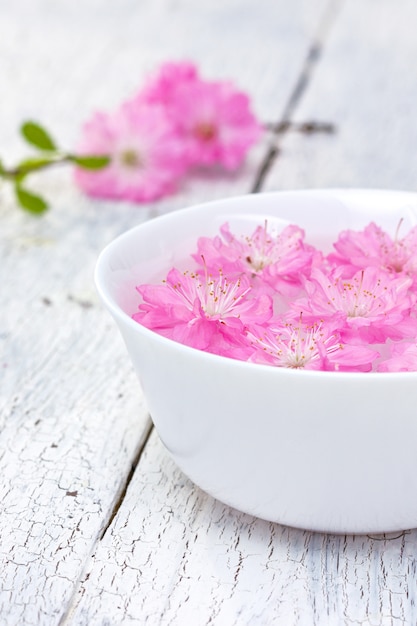 Flores de sakura florece en un tazón