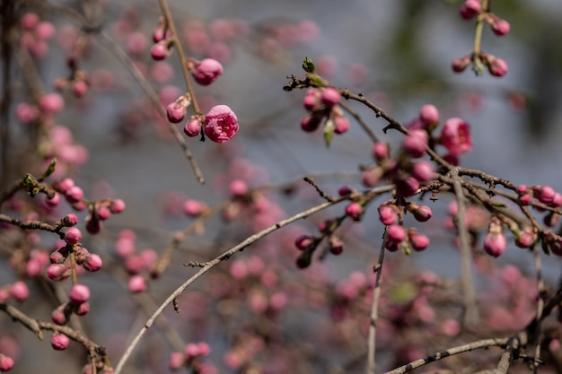 Las flores de sakura florecen en las ramas del árbol.