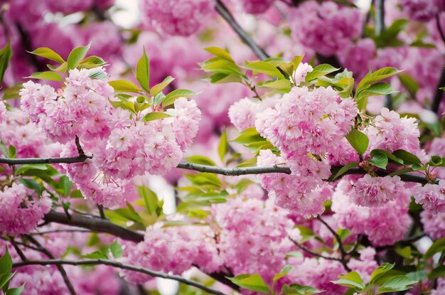 flores de sakura floreciendo