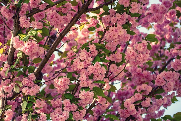 flores de sakura floreciendo