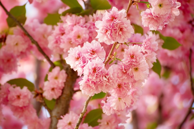 flores de sakura floreciendo