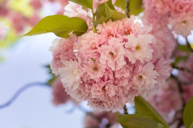 Flores de sakura. flores rosas en el árbol. flores de primavera