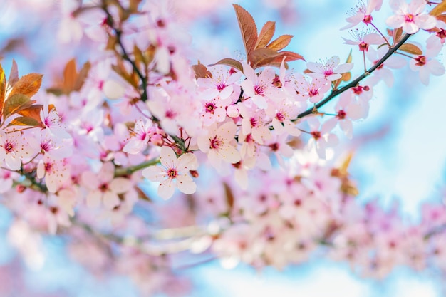 Flores de sakura Flores de sakura rosadas en un árbol en tonos rosados