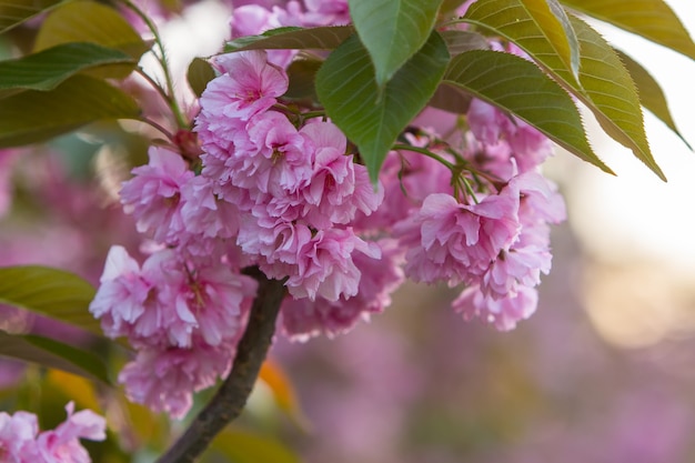 Foto flores de sakura en los rayos del sol. de cerca