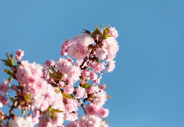 Flores de sakura