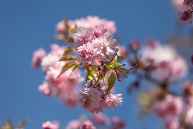 Flores de sakura