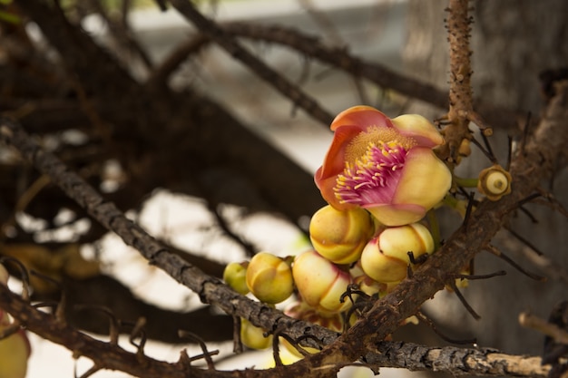 Flores de Sal