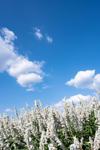 Flores de salvia azul mexicana y cielo azul con nubes.