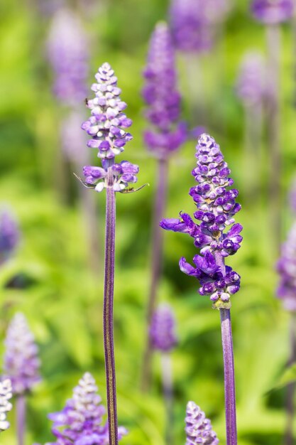 Flores de salvia azul