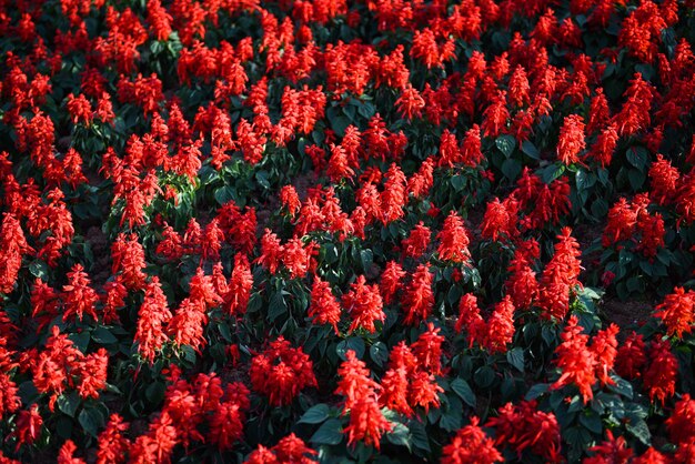 Flores de salvia en el jardín, hermosas flores rojas Salvia (Salvia splendens)