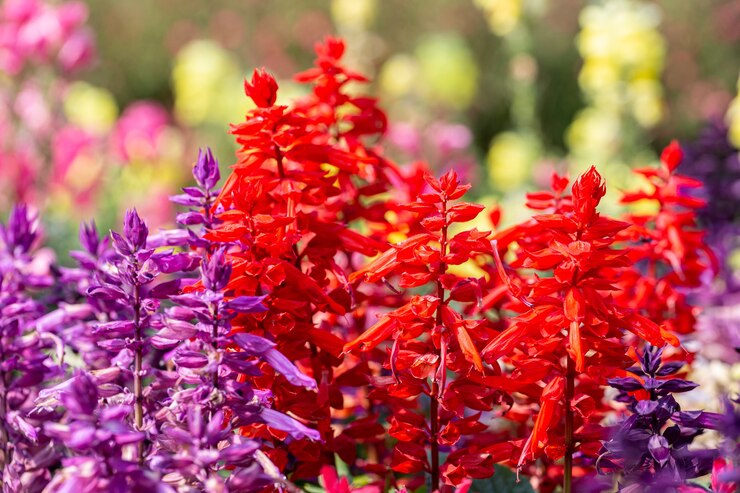 Flores de salvia en el jardín