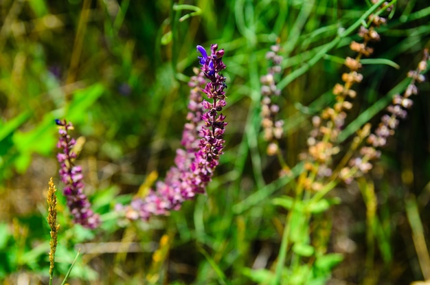 Flores de salvia en un prado en verano