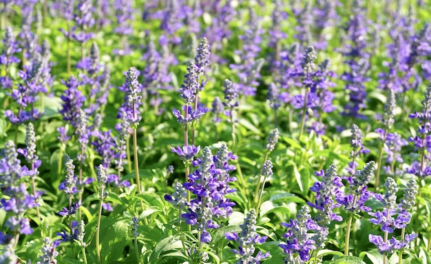 Flores de salvia púrpura o flores de Salvia Officinalis