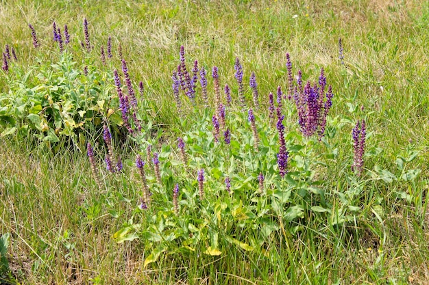 Flores de salvia silvestre púrpura