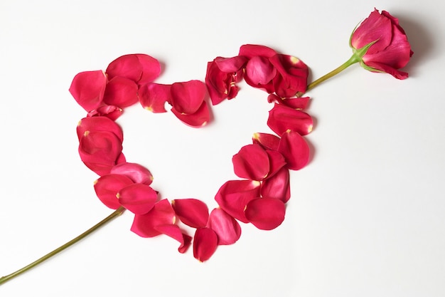 Flores de San Valentín. Flor rosa rosa y pétalos sobre fondo blanco con espacio de copia, primer plano