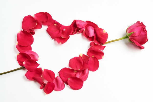 Flores de San Valentín. Flor rosa rosa y pétalos sobre fondo blanco con espacio de copia, primer plano