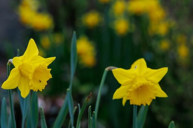 Las flores sangran.