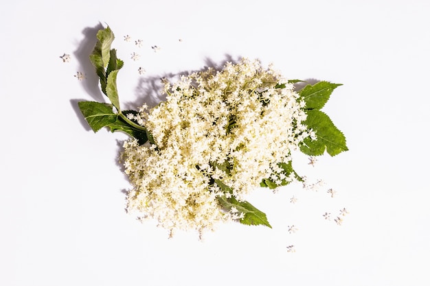 Flores de saúco frescas aisladas sobre fondo blanco. Ingrediente para el concepto de comida sana. Luz dura moderna, sombra oscura