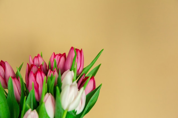 Flores sazonais de primavera, close-up de tulipas