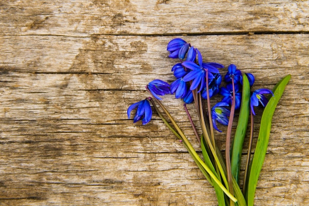 Flores de scilla azul (Scilla siberica) o squill siberiano sobre fondo de madera vieja