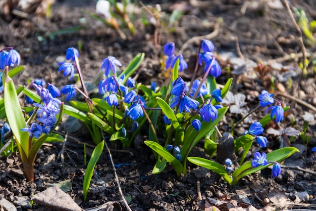 Flores de scilla azul Scilla siberica o squill siberiano