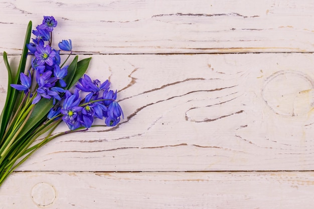 Flores de scilla azul sobre fondo blanco de madera
