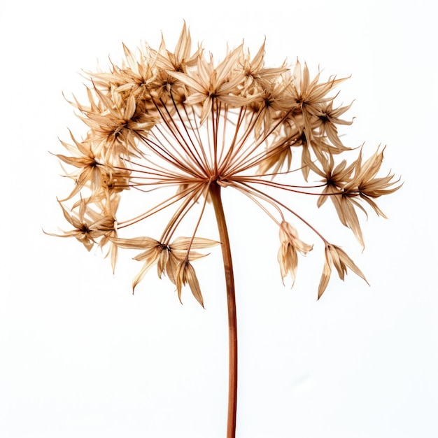 Flores secas de Allium secas aisladas sobre un fondo blanco IA generativa
