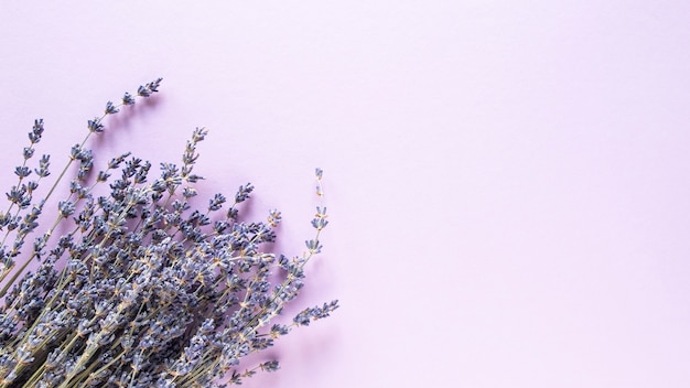 Flores secas de lavanda em violeta