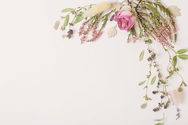 Flores secas em fundo branco