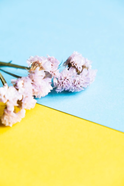 flores secas em um fundo azul e amarelo. Bandeira da Ucrânia e flores, espaço livre