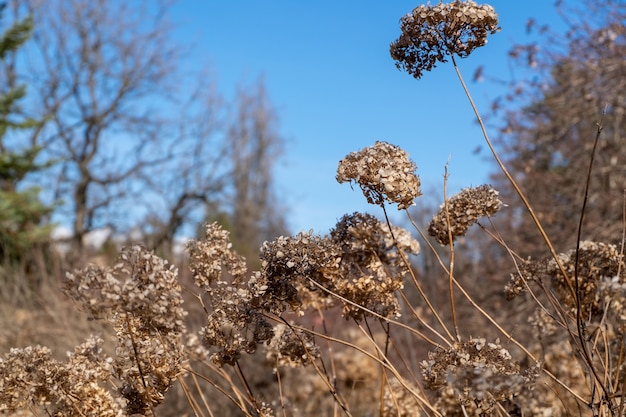 Flores secas em um parque da cidade no início da primavera