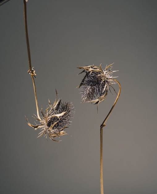 Flores secas de eryngium de cabeza azul cuelgan y se estiran una hacia la otra para darse un beso. flores en el amor Hermoso concepto de tarjeta de felicitación floral atmosférica sobre fondo oscuro con espacio de copia.