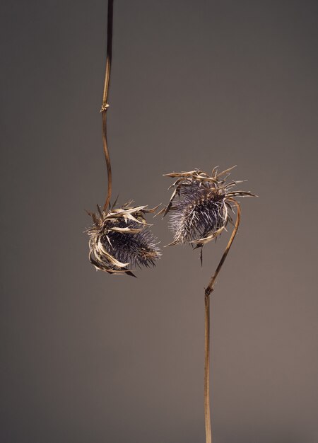 Flores secas de eryngium de cabeza azul cuelgan y se estiran una hacia la otra para darse un beso. flores en el amor Hermoso concepto de tarjeta de felicitación floral atmosférica sobre fondo oscuro con espacio de copia.