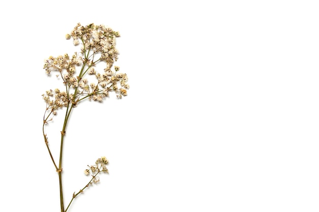 Flores secas de gypsophila en una ramita sobre un fondo blanco. Espacios en blanco para su diseño.